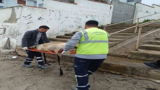 Tekirdağ sahiline ölü caretta caretta vurdu