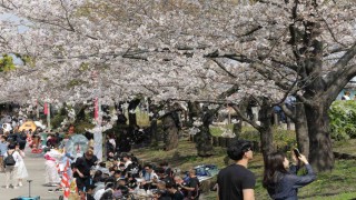 Tokyoda Sakuralar izleyenlere görsel şölen yaşattı