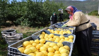 TÜİKe göre limonda üretici fiyatları yıllık yüzde 410 yükseldi