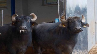 Türkiyenin yeni manda ırkı Murana süt verimi ile dikkat çekiyor