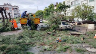 Üzerine ağaç devrilen park halindeki araç zarar gördü