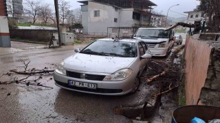 Yağmur ve şiddetli rüzgar çam ağacını devirdi, otomobil zarar gördü