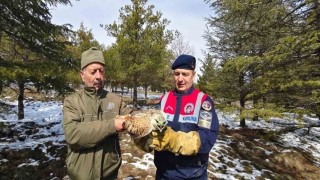 Yaralı Şahine Jandarma ekiplerinden yardım eli