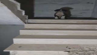 Yıkılacak binadaki yavru köpekleri kurtaran hayvansever yürekleri ısıttı