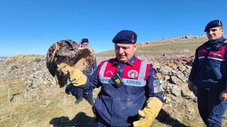 Yozgatta yaralı puhu kurtarıldı