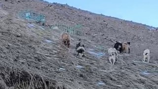 Yüksekovada yerleşim yerine inen ayıları çoban köpekleri uzaklaştırdı