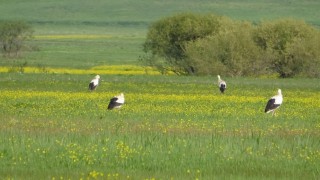 Yüksekovanın biyoçeşitliliği kayıt altına alınacak