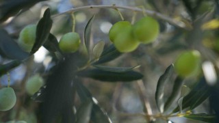 Zeytin halkalı leke hastalığına karşı üreticilere uyarı