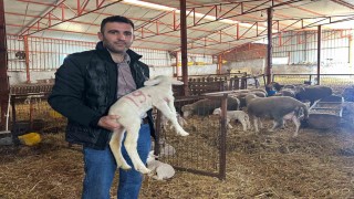 57 yıldır safkan damızlık Karacabey merinosu yetiştiriyorlar, birçok sürüde imzaları var