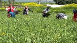 AB tescilli araban sarımsağında yabancı ot temizliği sürüyor