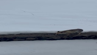 Aç kalan tilkiyi elleriyle besledi