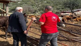 Adanada Güney Sarısı bereketi: Yerli ırk üreticinin yüzünü güldürüyor