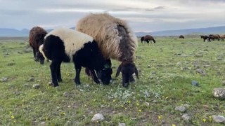 Ağrıda küçükbaş hayvanlar meralara çıkarıldı