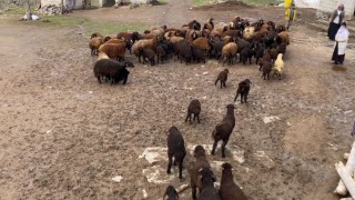 Ağrıda kuzuların anneleri ile buluşması renkli anlara sahne oldu