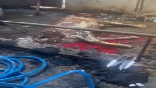 Ahır yandı, 12 büyükbaş hayvan telef oldu