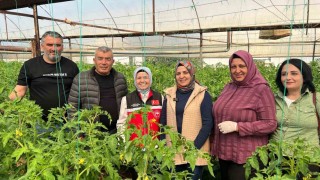 Aksuda örtü altı tarımda yıllık yaklaşık 370 bin tonluk rekoltenin tamamı kadın çiftçilerin emeğiyle üretiliyor
