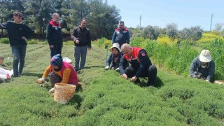 Altınözünde zahter hasadı başladı