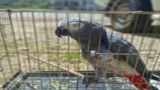 Antalyada belgesiz papağan bulunduran işletme sahibine 15 bin TL ceza