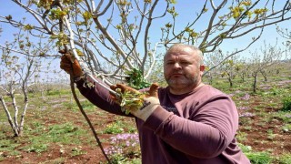 Arabanda fıstık üreticileri tırtılla mücadele çalışması başlattı