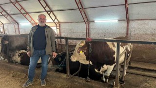 Artvinde kurbanlıklar pazara çıkmayı bekliyor