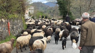 Artvinde zorlu yayla göçü başladı