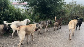 Aybastıda başıboş köpekler vatandaşları tedirgin ediyor