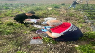Aydında hasat öncesi çilek bahçeleri kontrol edildi