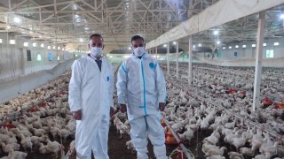 Aydında kanatlı üretimi 71 işletmede sürüyor