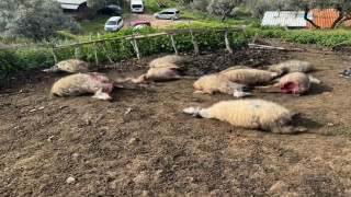 Aydında kurt saldırısı vatandaşları tedirgin etti