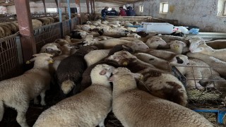 Aydıntepede şap hastalığına yönelik NSP ve bağışıklık takibi başlatıldı