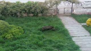 Ayvalıkta Çamlıkı yaban domuzları bastı