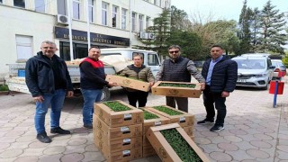 Babaeskide üreticiye 2 bin kırmızı domates fidesi verildi