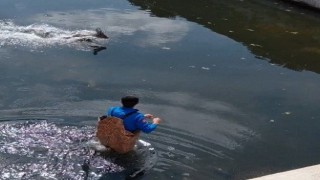 Bafrada kanala düşen karaca kurtarıldı