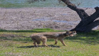 Balık tutmaya giderken kurtla karşılaştılar