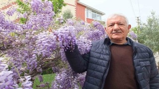 Balıkesirde mor salkım güzelliği başladı