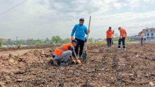Başiskelede 15 bin gül fidanı toprakla buluşuyor
