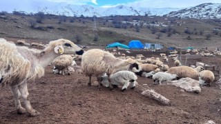 Bayburtta küçükbaş hayvancılığa destek başvuruları sürüyor