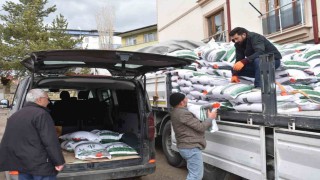 Bayburtta üreticilere yüzde 75 hibeli nohut tohumu dağıtıldı