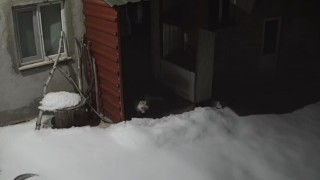 Bayburtta vaşaktan sonra bu kez tilki tavşan avladı
