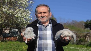 Baykuş ile çiftçinin 20 yıllık dostluğu: Her yıl aynı serendisine yuvalıyor