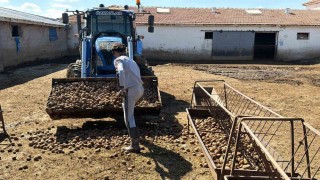 Besiciler hayvanlara patates yedirerek yemden tasarruf ediyor