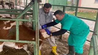 Beyşehirde hayvan sağlığını koruma çalışmaları