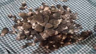 Beyşehirde kuzugöbeği tutkunları sahaya çıktı