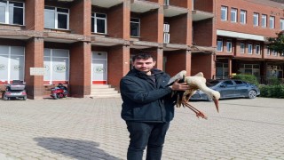 Bilecikte yaralı leylek koruma altına alındı