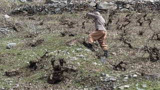 Bir yanda karla mücadele, diğer yanda budama çalışmaları sürüyor