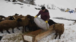 Bitliste kış mevsiminin uzaması küçükbaş hayvancılığı vurdu