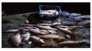 Boluda 250 kilo ağırlığındaki 100 canlı sazan balığı kurtarıldı