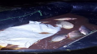 Boluda 350 kilo sazan kurtarıldı