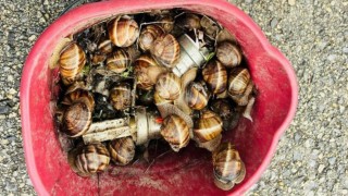 Boluda kaçak toplanan 16 kilogram salyangoz ele geçirildi