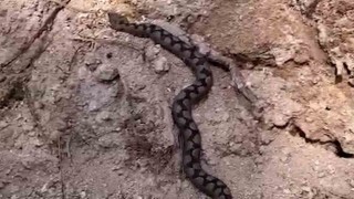 Boluda odun yığınları arasında nesli tehlike altında olan zehirli yılan görüntülendi